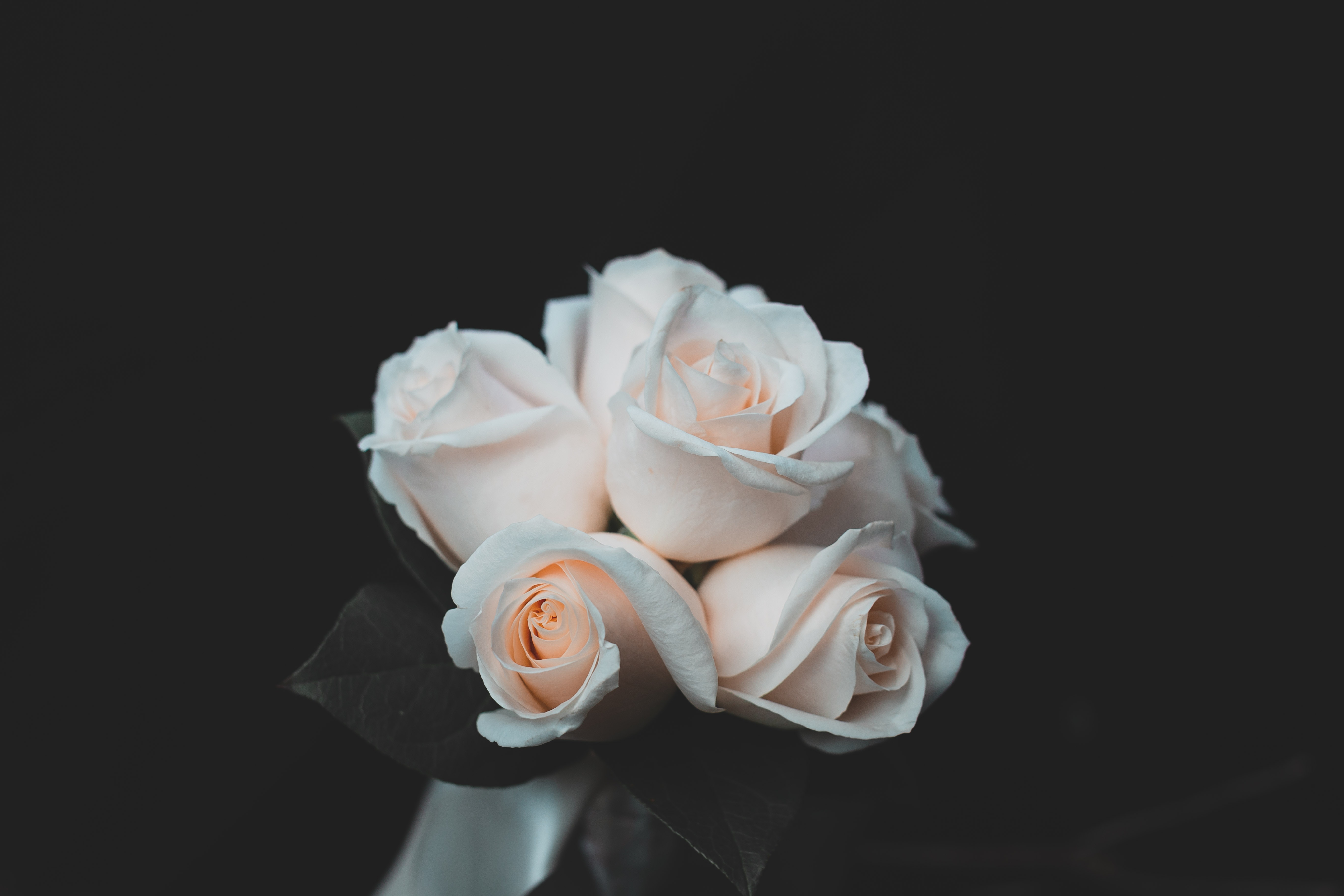 Wallpaper White Roses Wallpapers