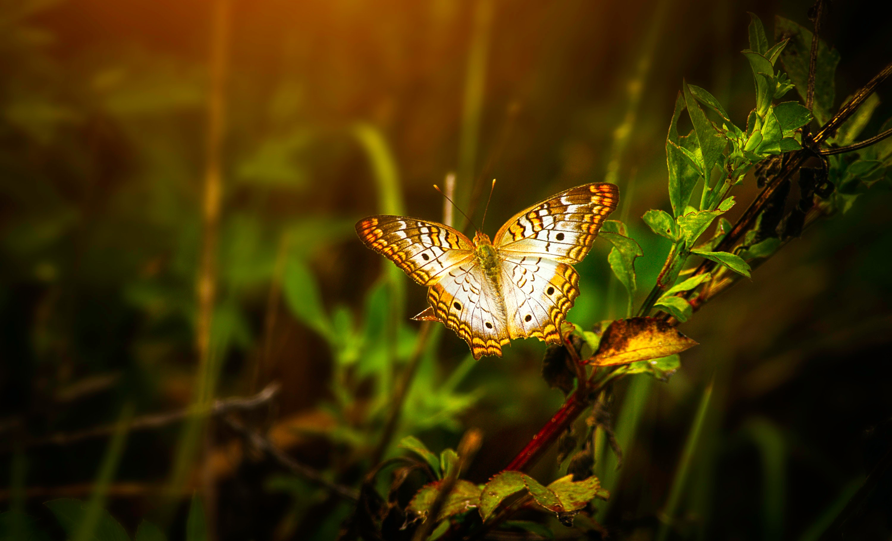 Wallpaper With Butterflies Wallpapers