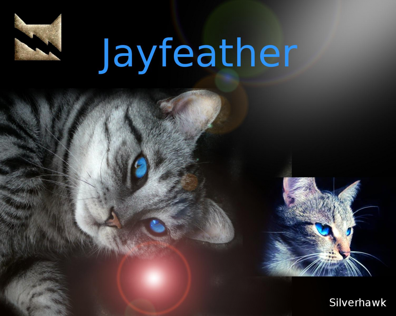 Warrior Cats Jayfeather Wallpapers