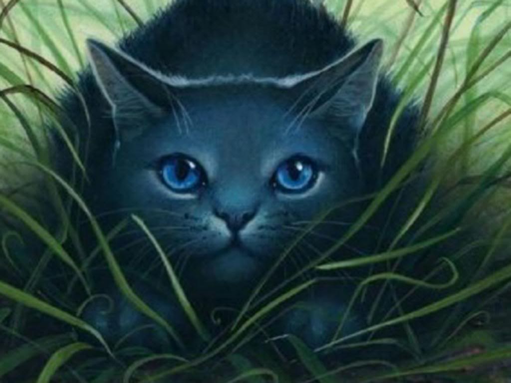 Warrior Cats Jayfeather Wallpapers