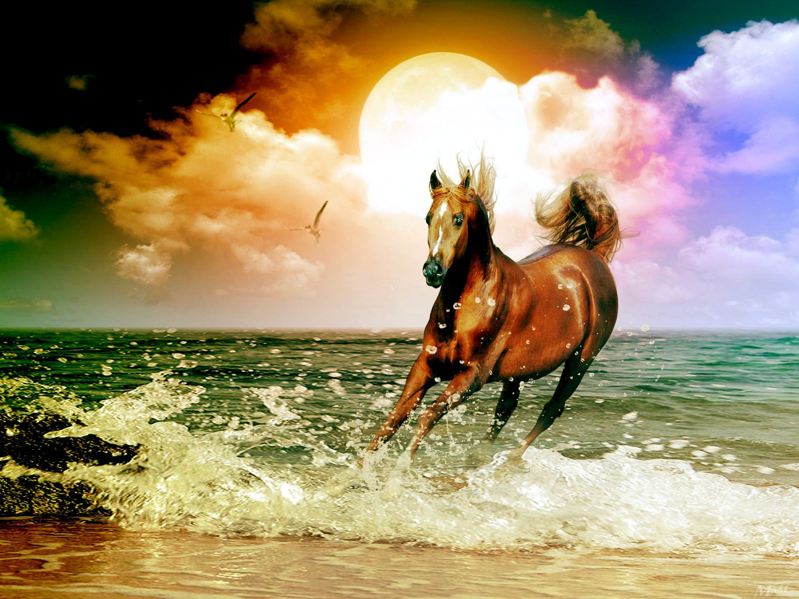 Water Horse Wallpapers