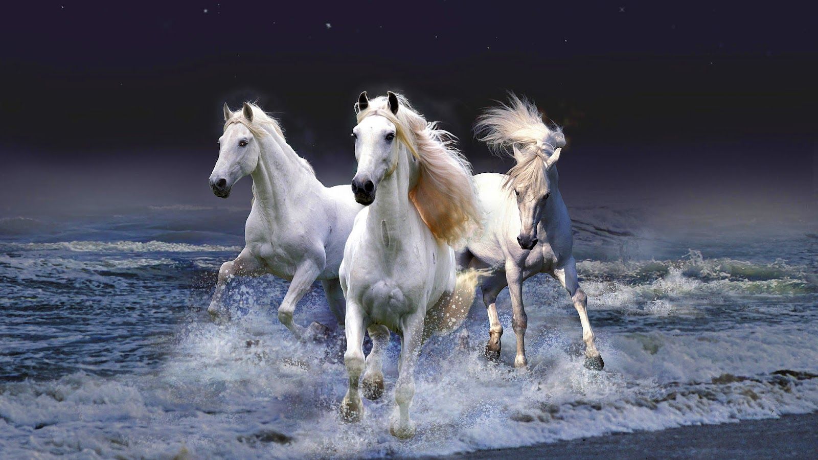 Water Horse Wallpapers