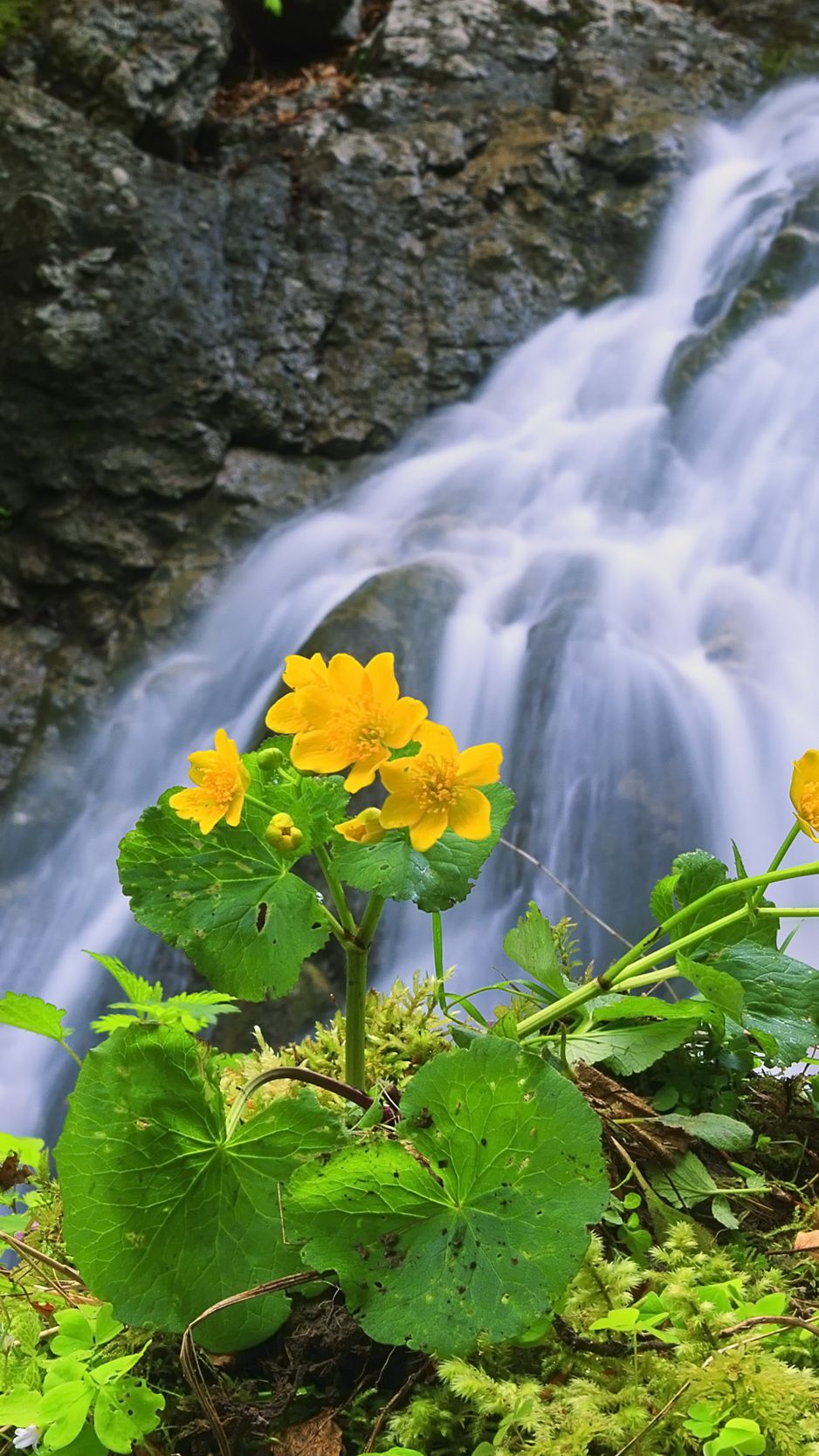 Waterfall And Flowers Wallpapers