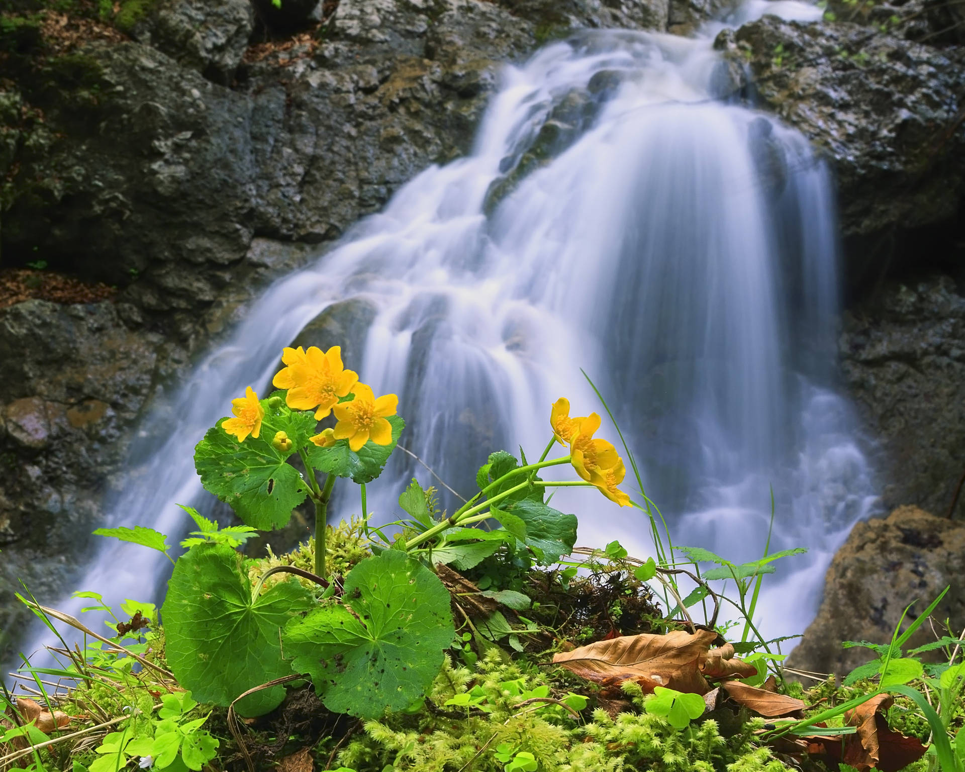 Waterfall And Flowers Wallpapers