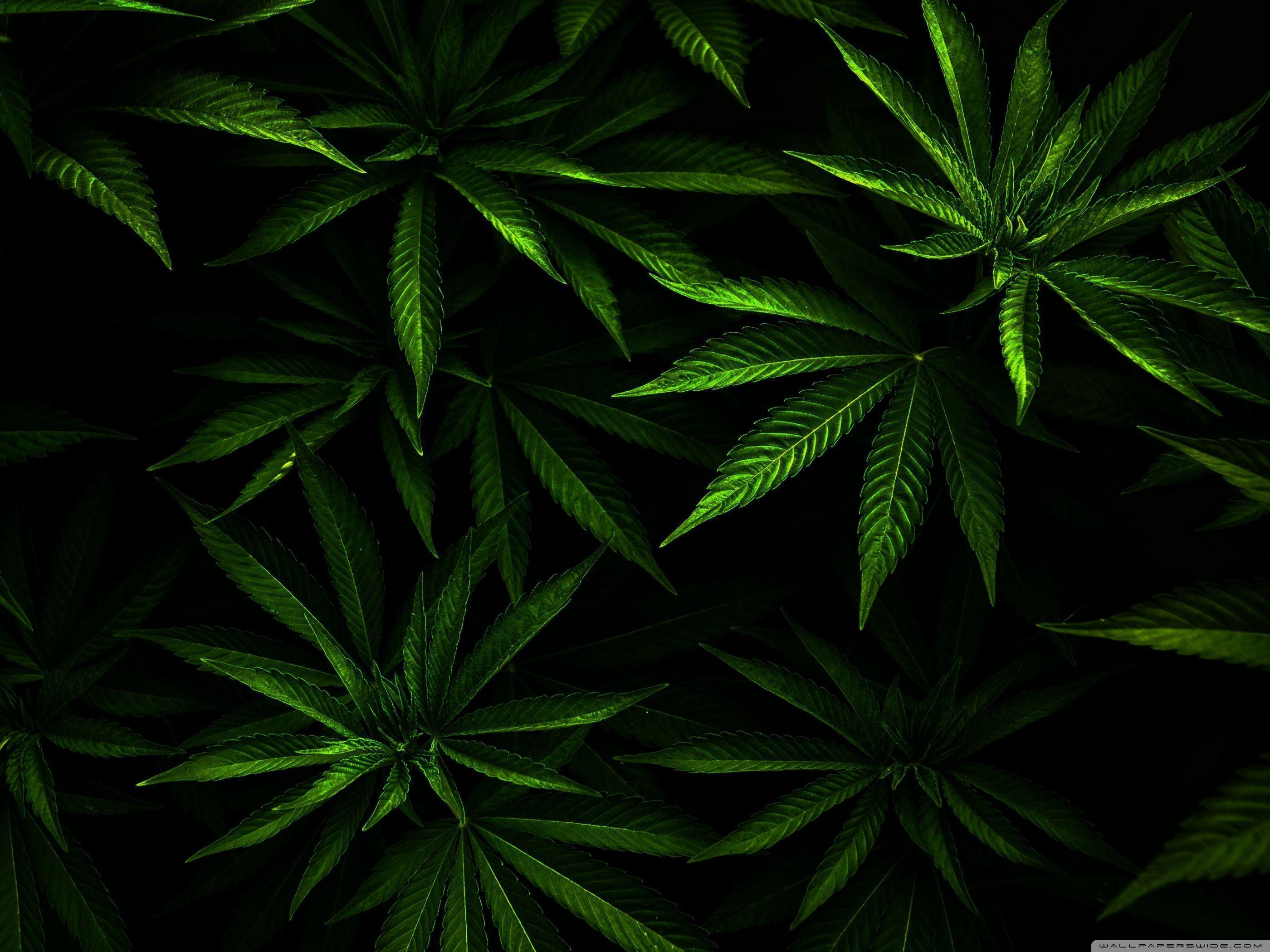 Weed 4K Wallpapers