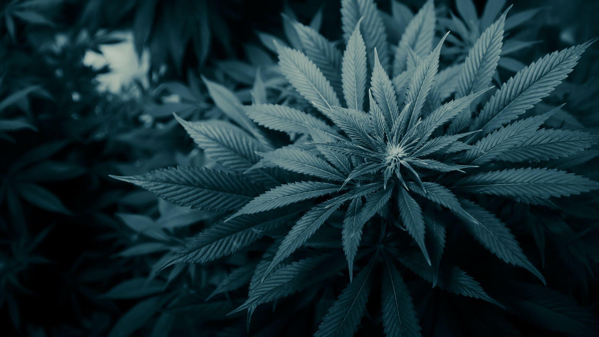 Weed 4K Wallpapers