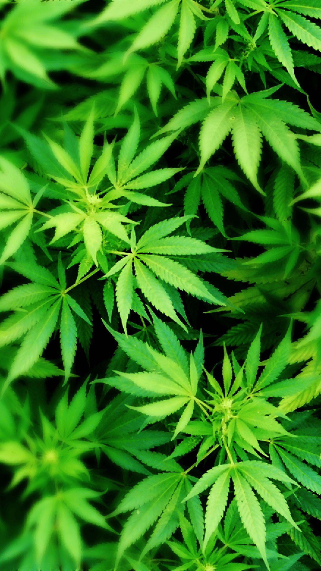 Weed Leaf Wallpapers