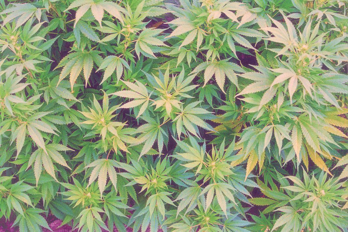 Weed Tumblr Wallpapers