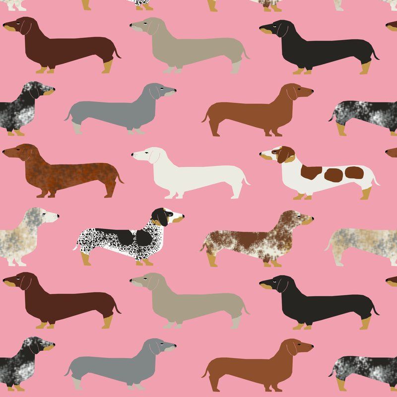 Weiner Dog Wallpapers