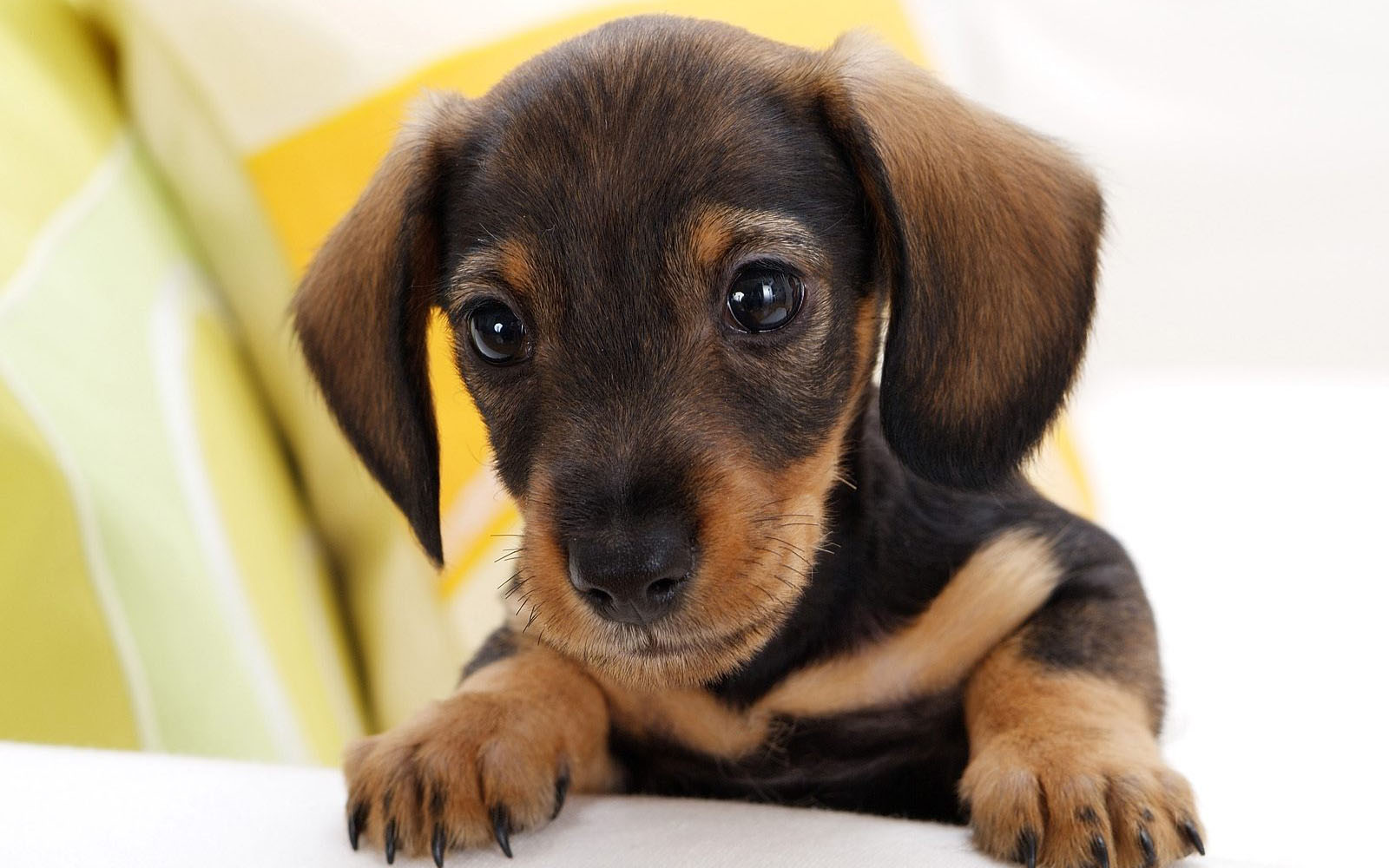 Weiner Dog Wallpapers