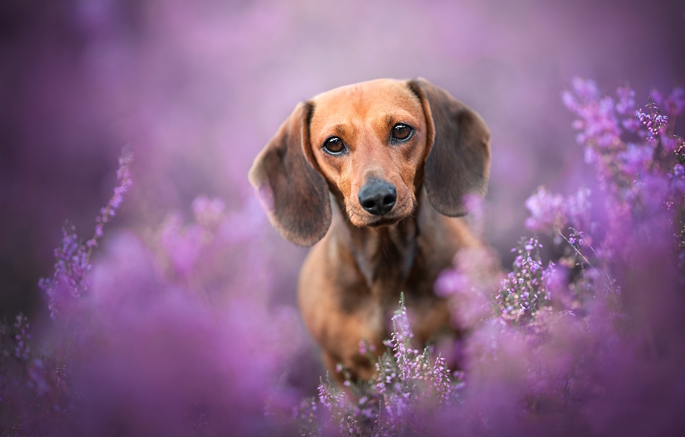 Weiner Dog Wallpapers