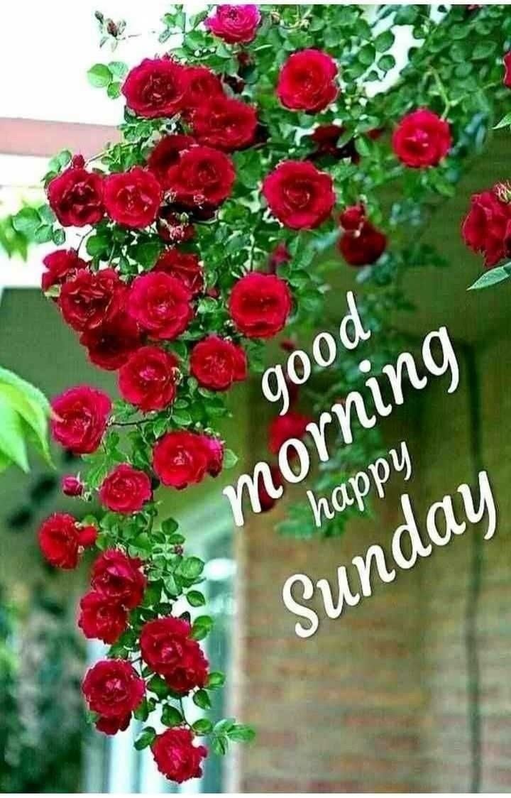 Whatsapp Good Morning Sunday Wallpapers