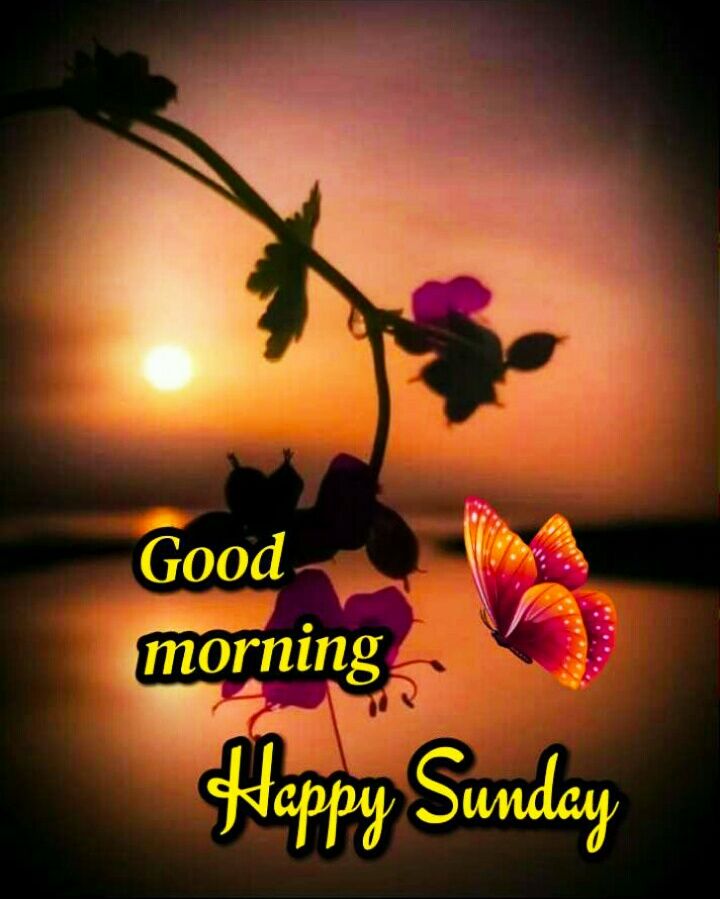 Whatsapp Good Morning Sunday Wallpapers