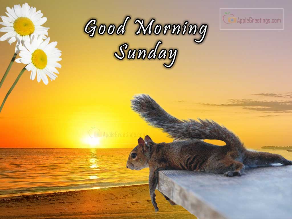 Whatsapp Good Morning Sunday Wallpapers