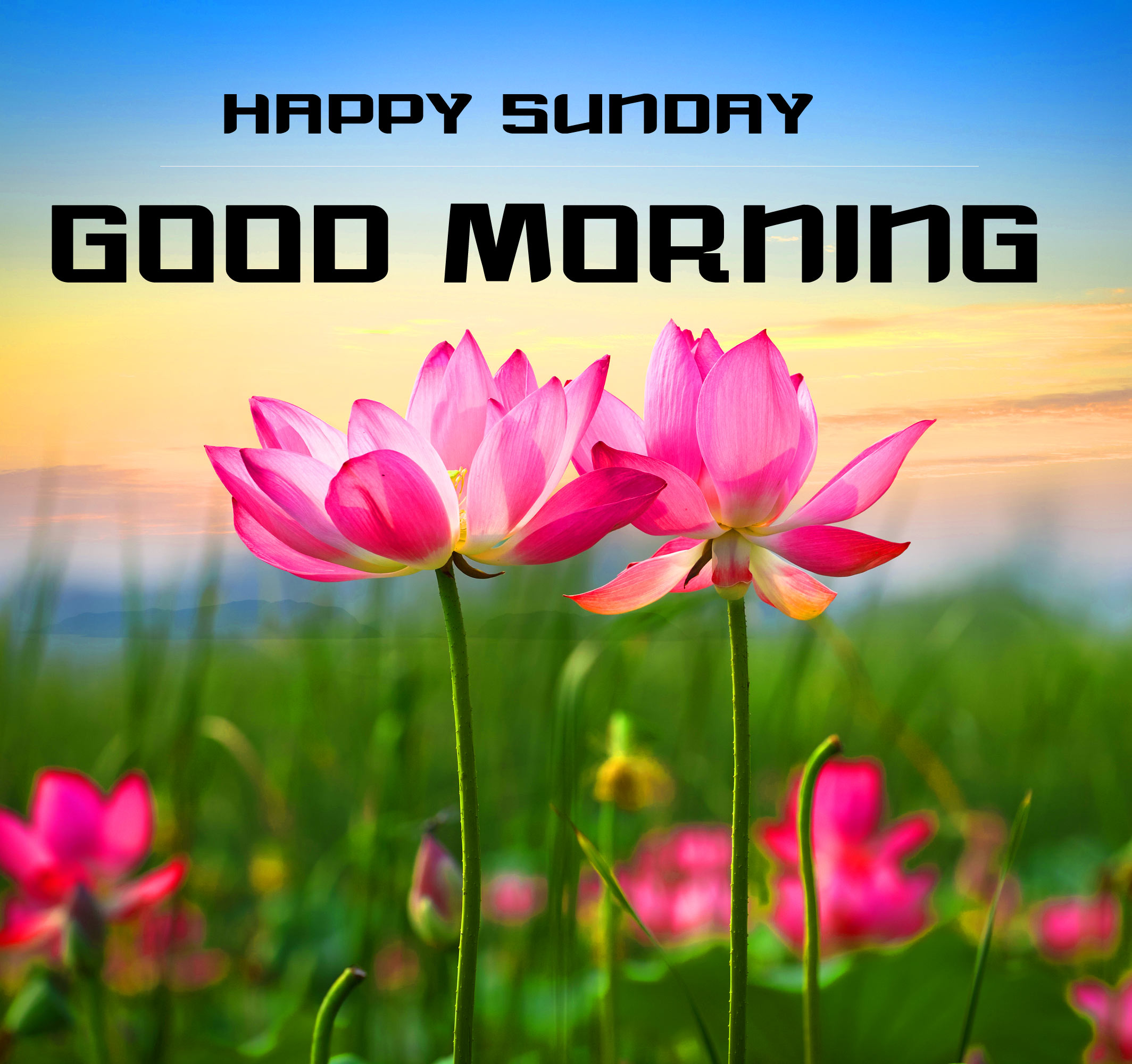 Whatsapp Good Morning Sunday Wallpapers