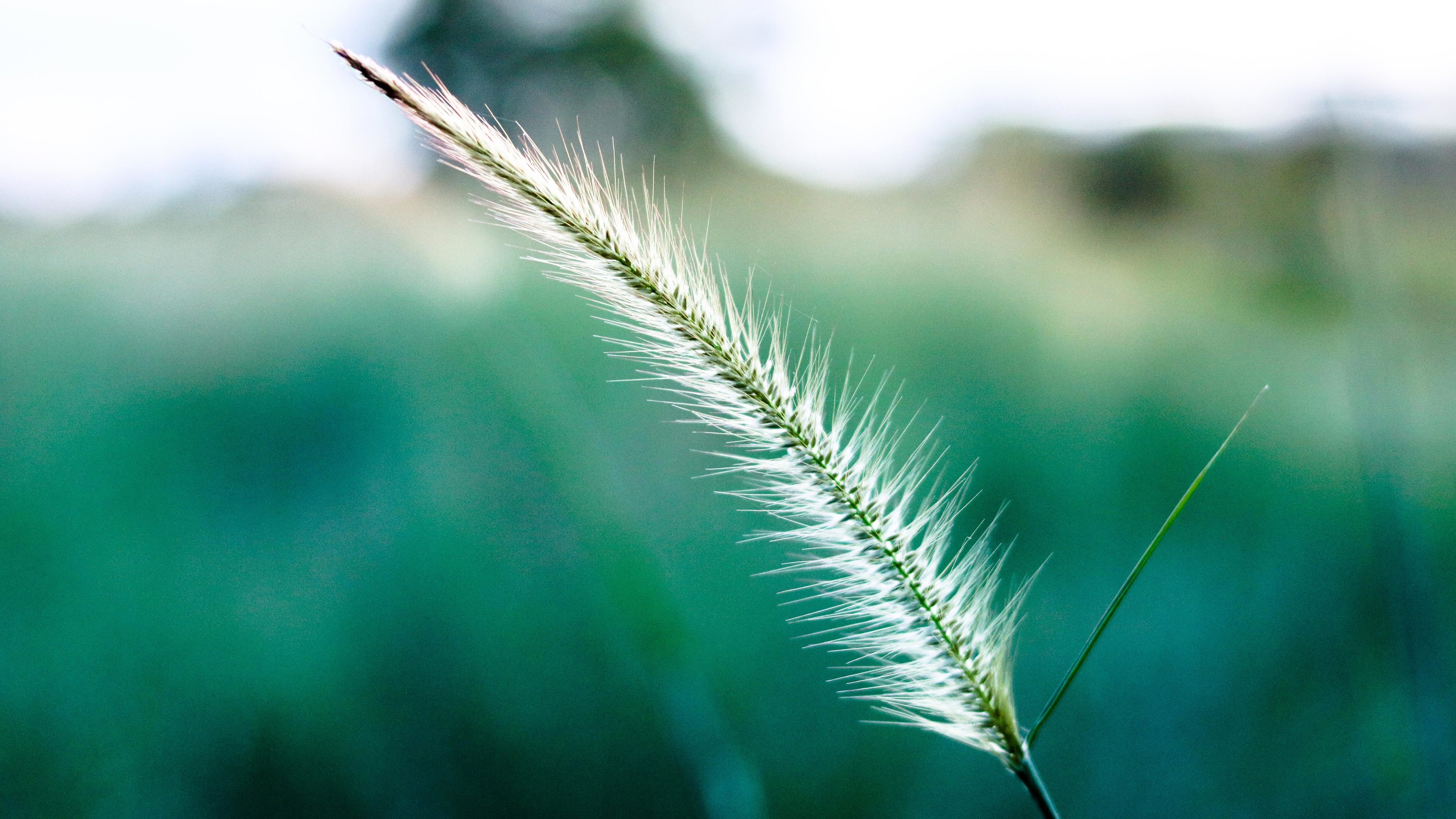 White And Green Wallpapers