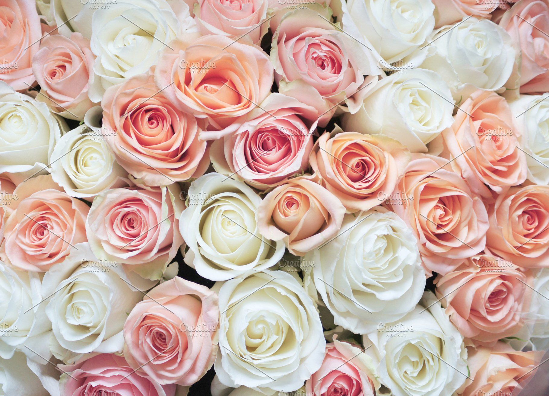 White And Pink Roses Wallpapers