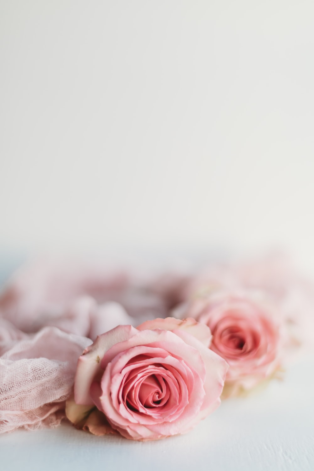 White And Pink Roses Wallpapers