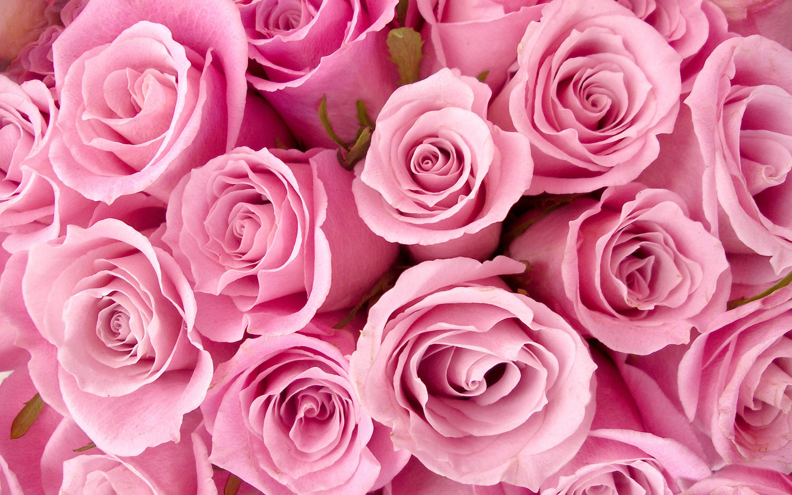 White And Pink Roses Wallpapers