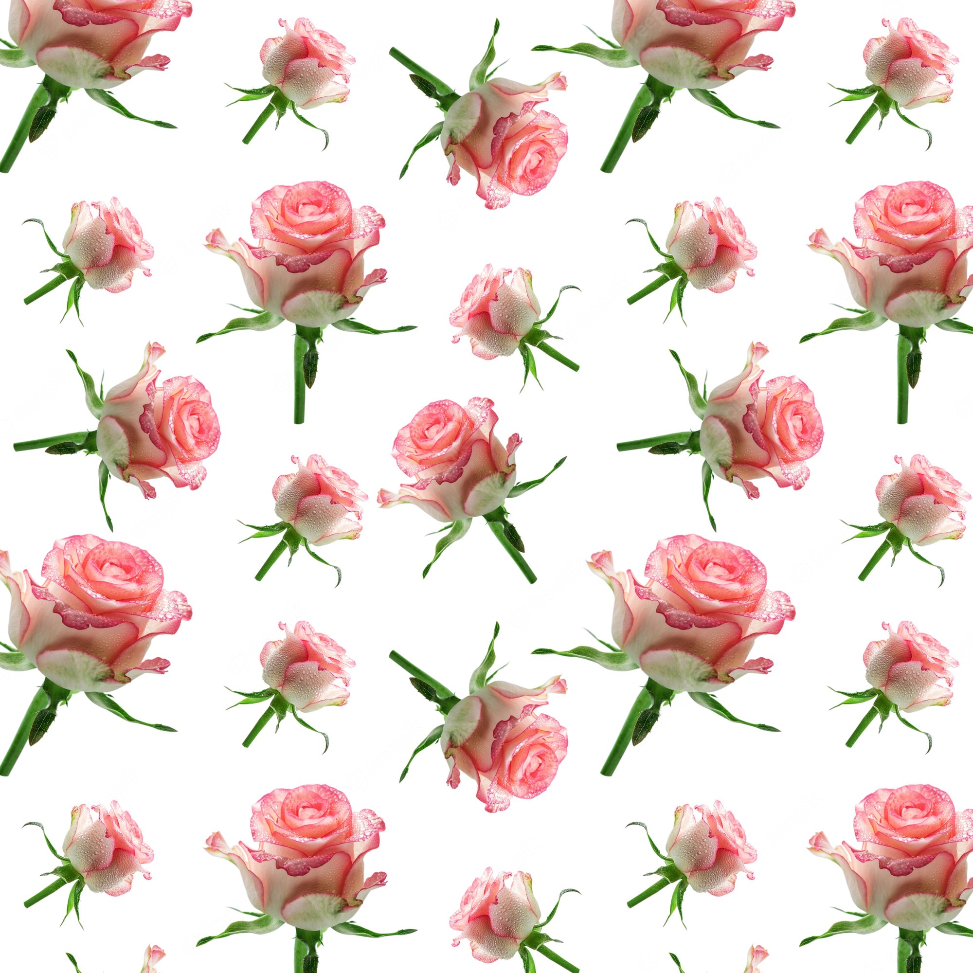 White And Pink Roses Wallpapers