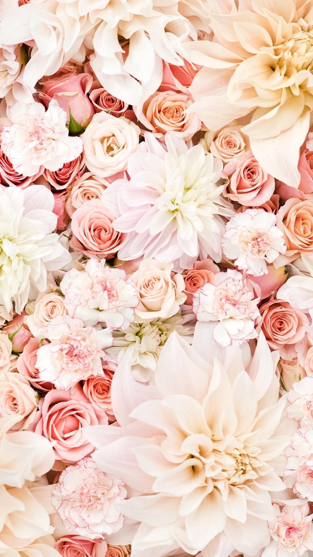 White And Pink Roses Wallpapers