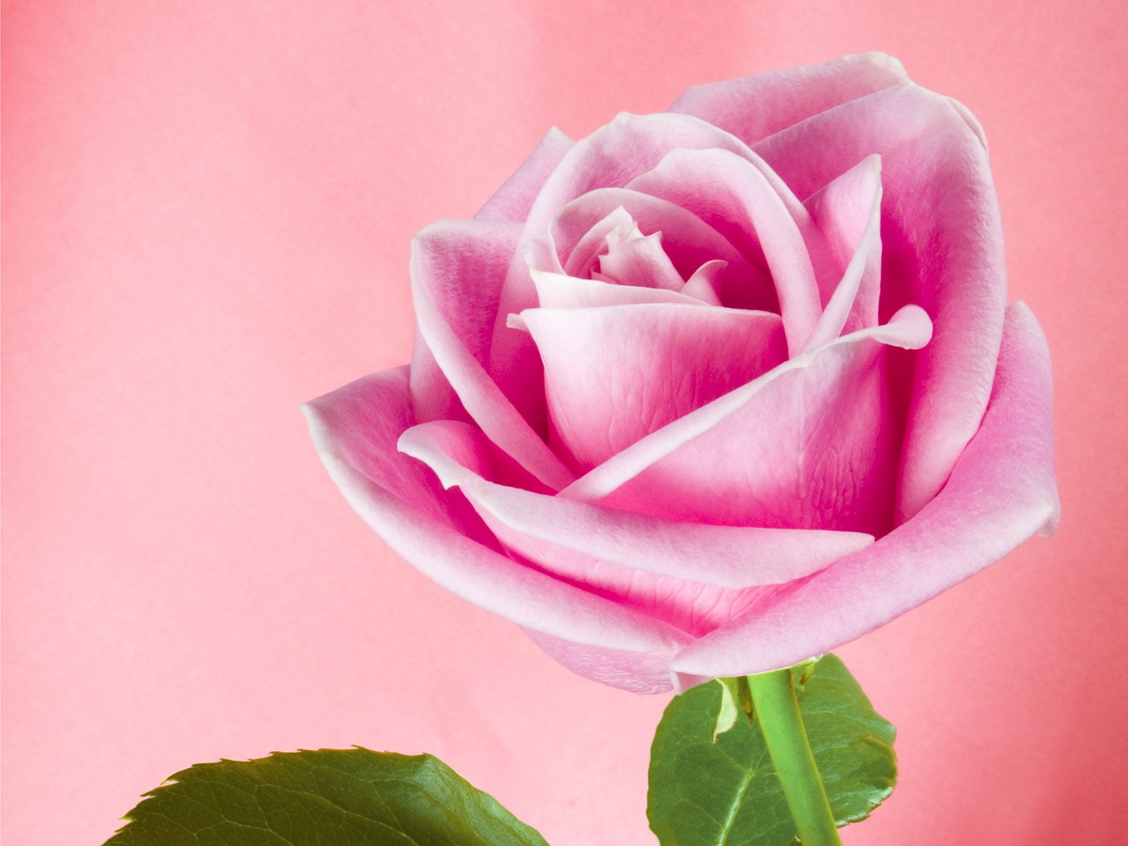 White And Pink Roses Wallpapers