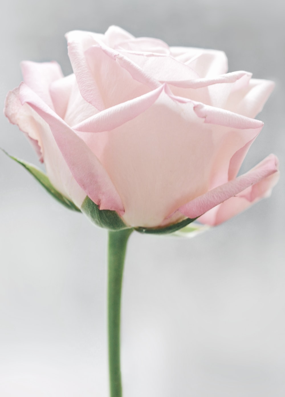 White And Pink Roses Wallpapers