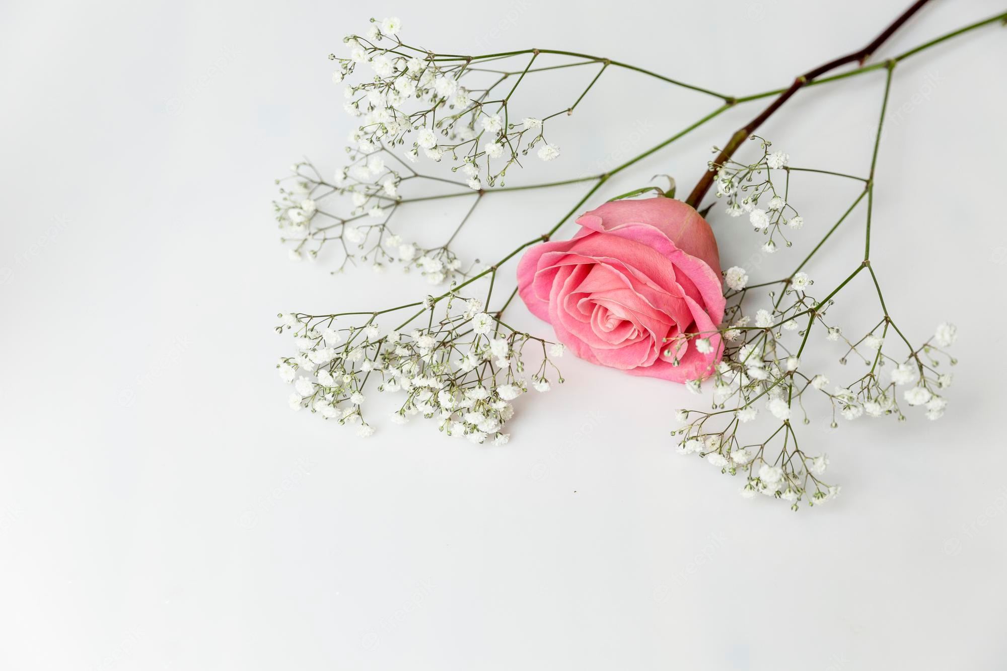 White And Pink Roses Wallpapers