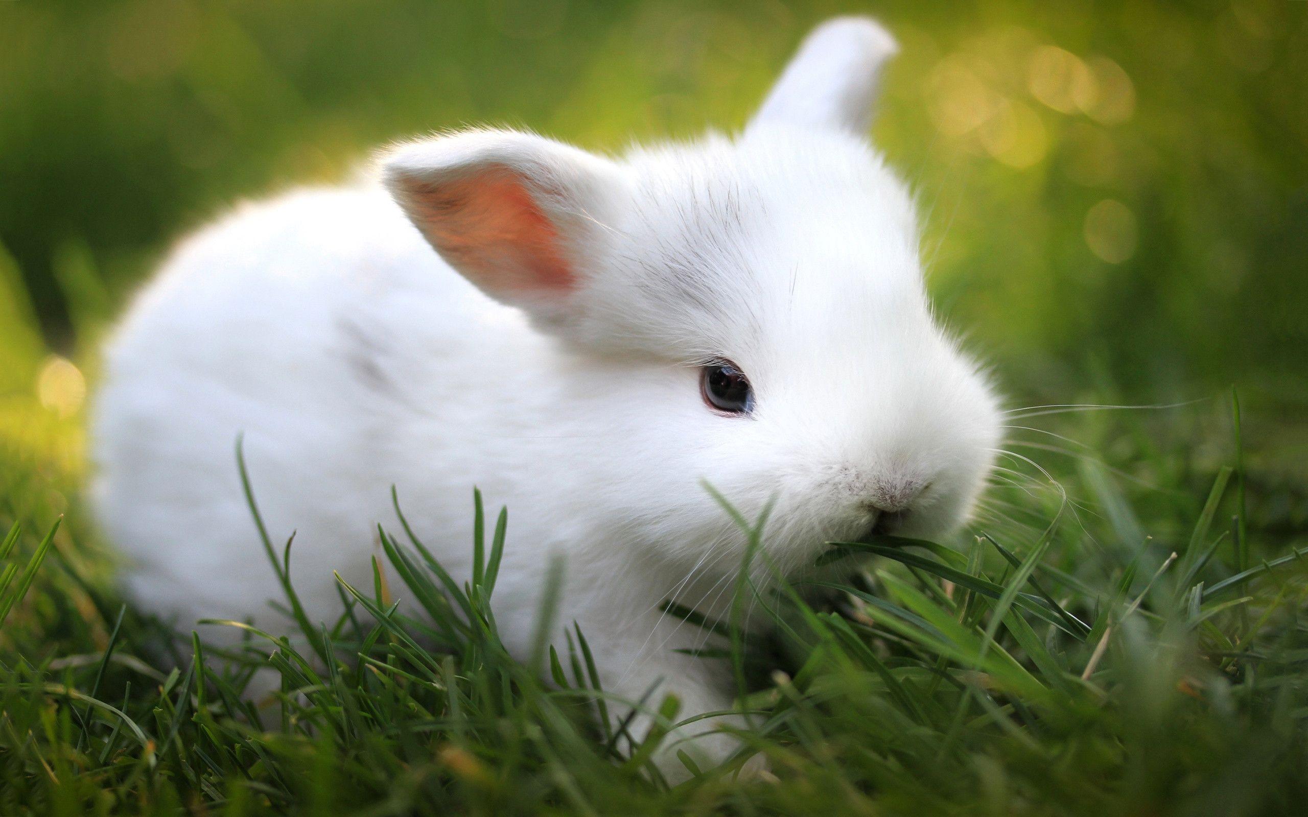 White Bunny Wallpapers