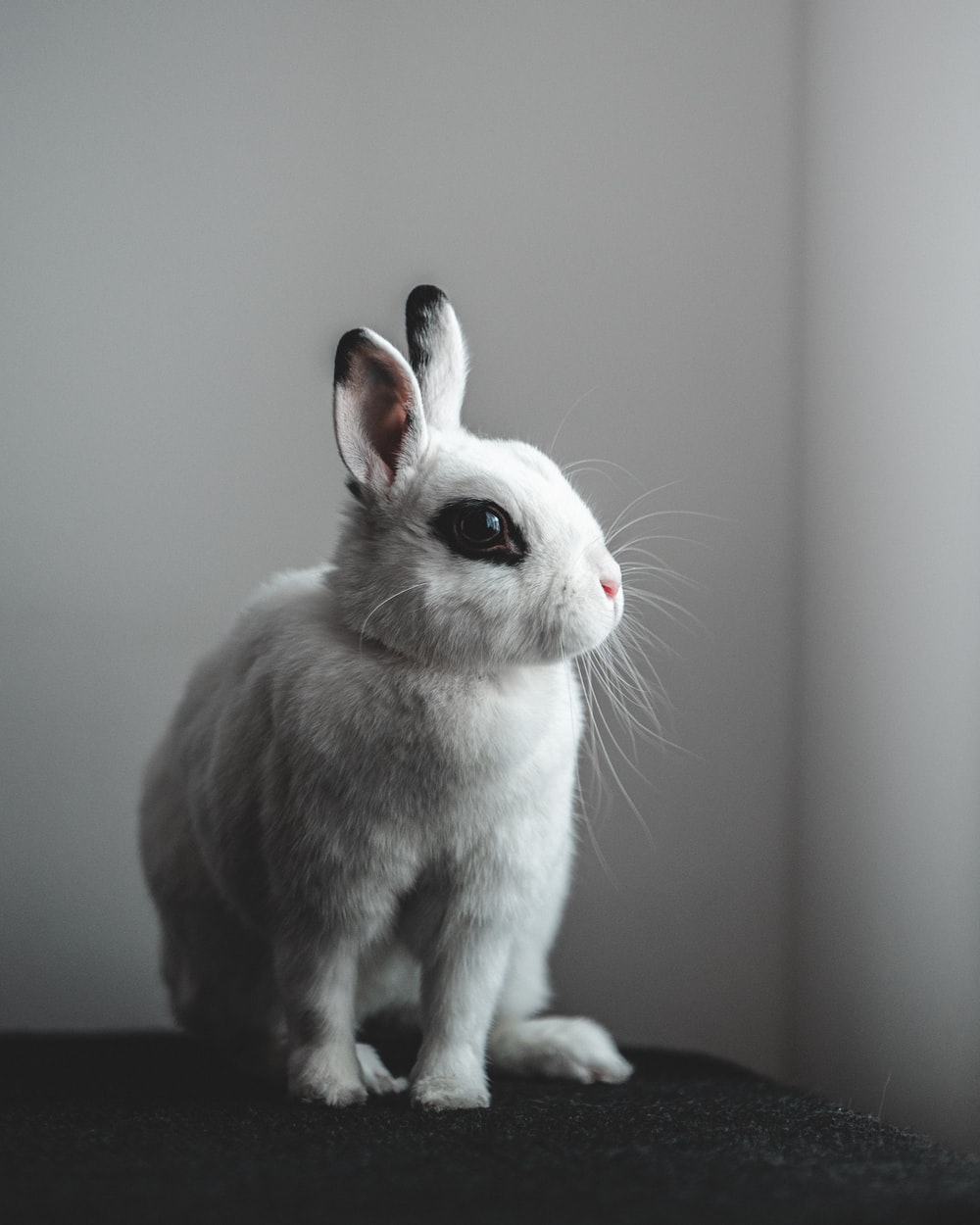 White Bunny Wallpapers