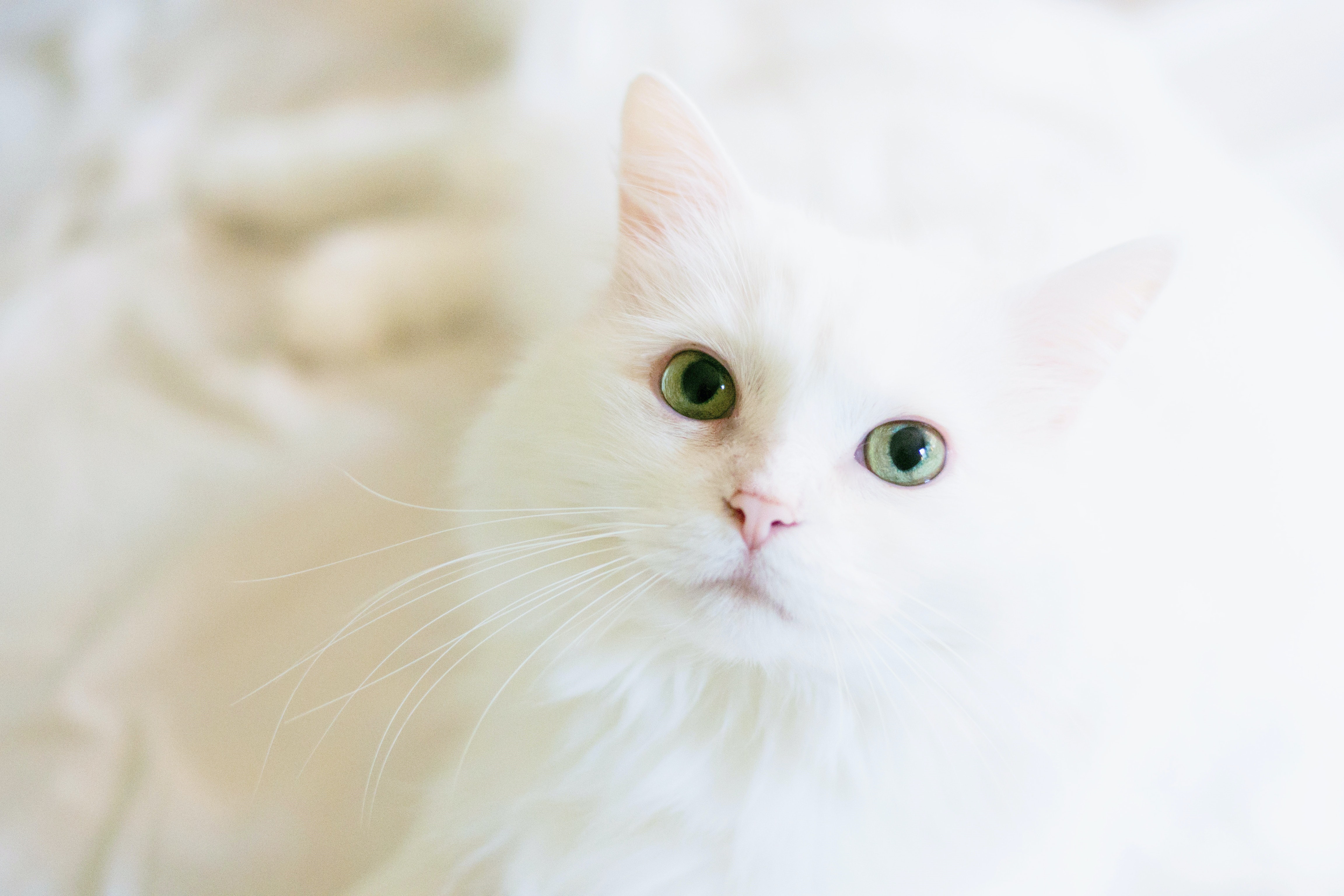 White Cat Wallpapers