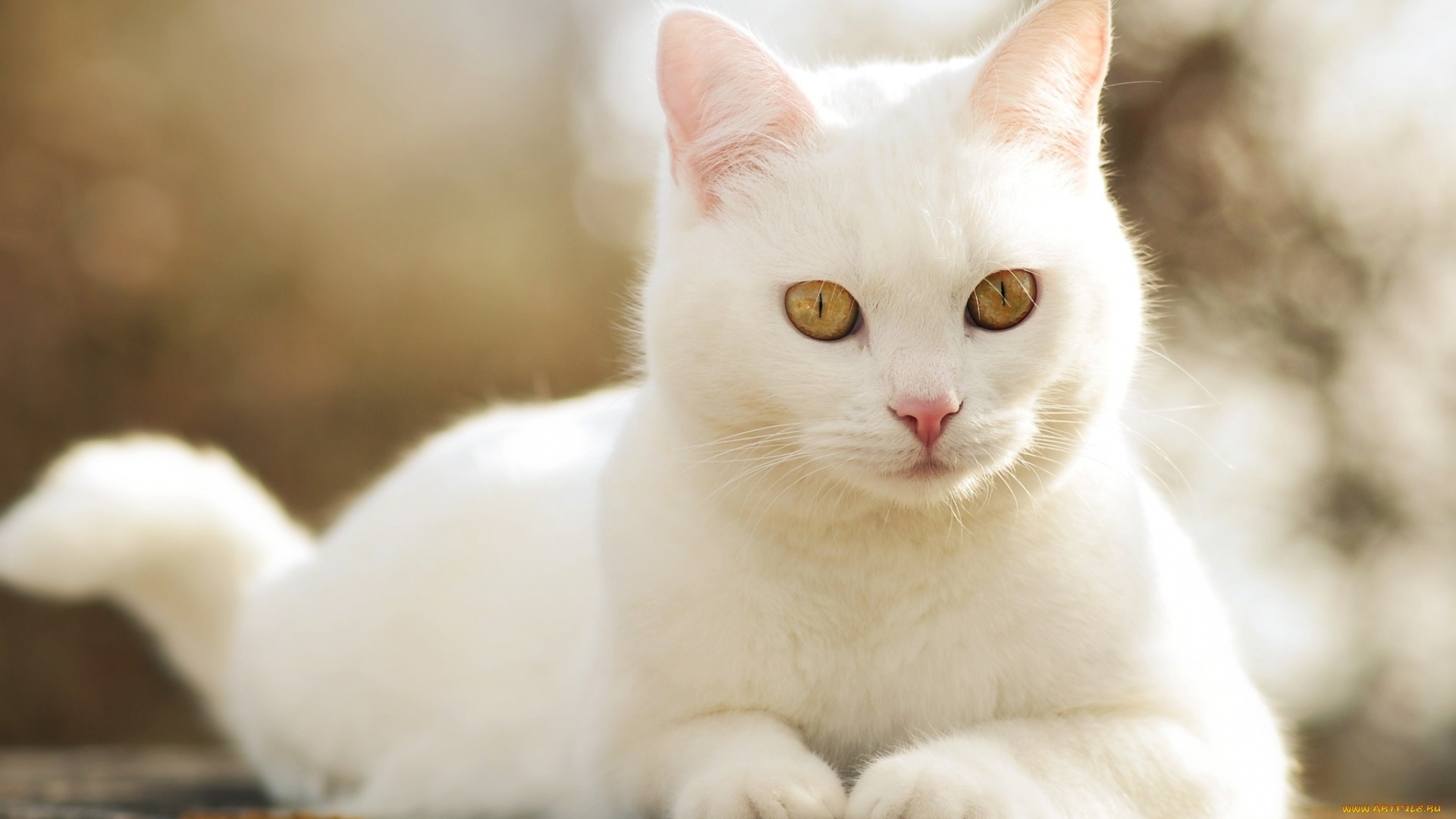 White Cat Wallpapers