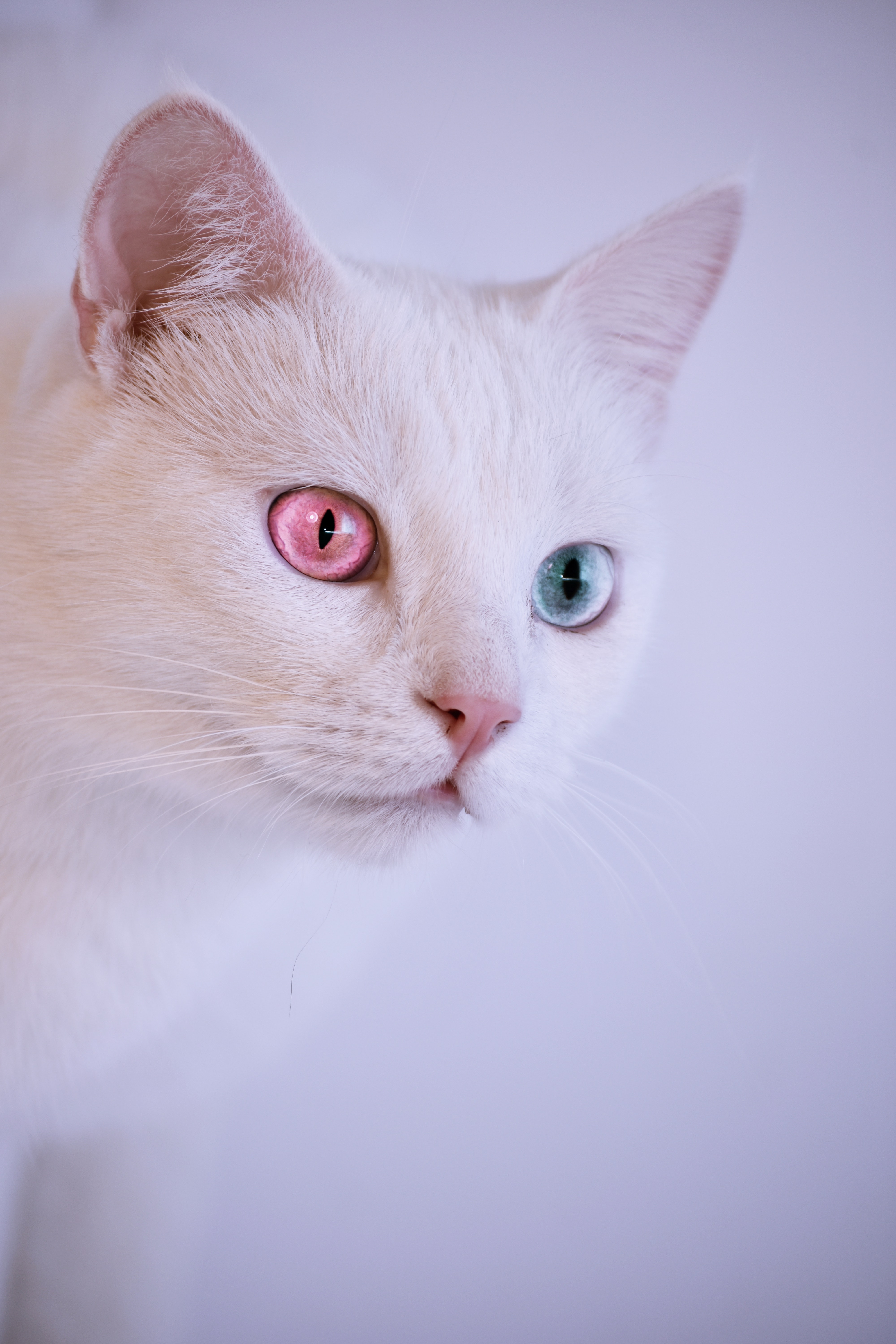 White Cat Wallpapers