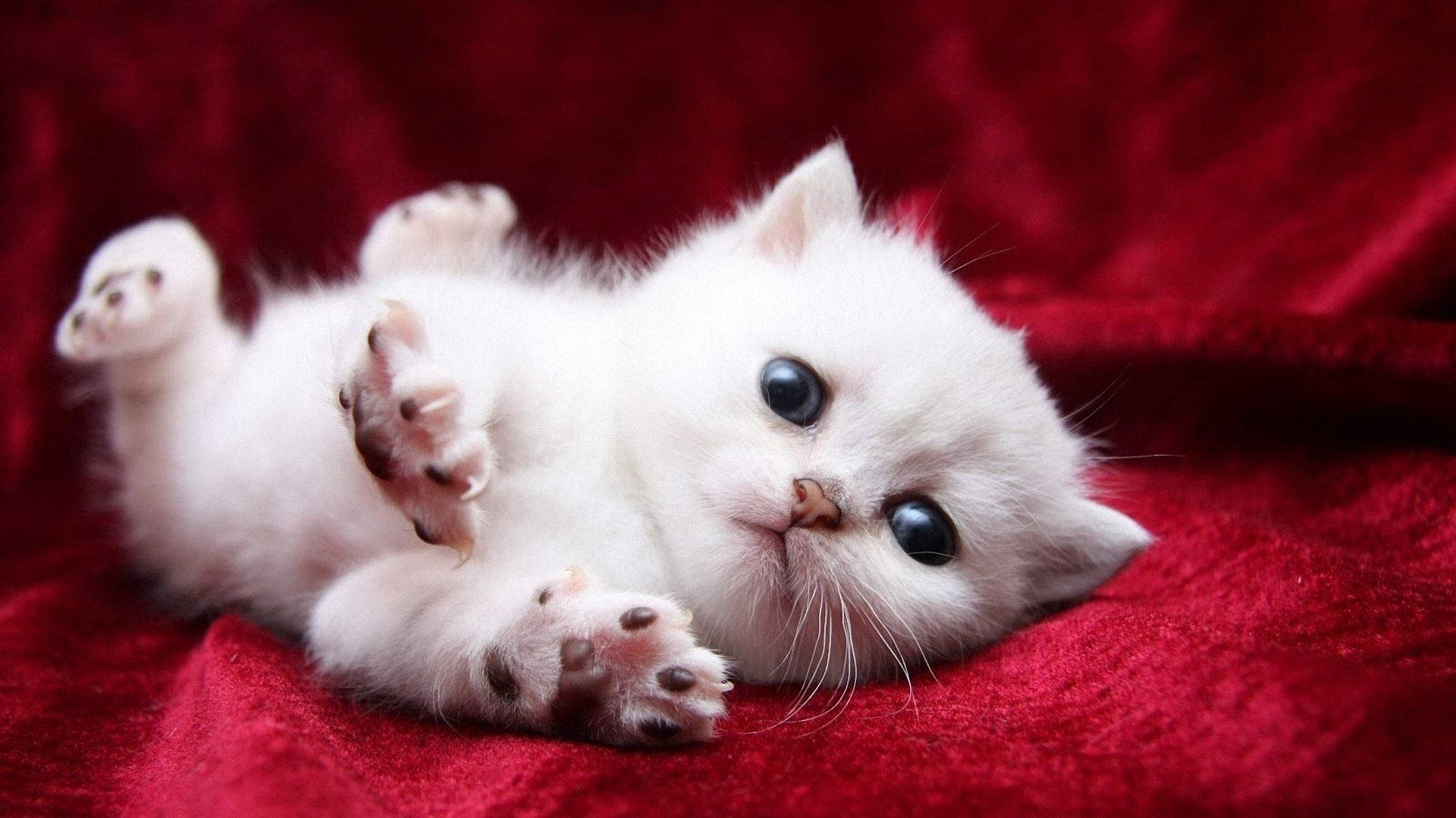 White Cat Wallpapers