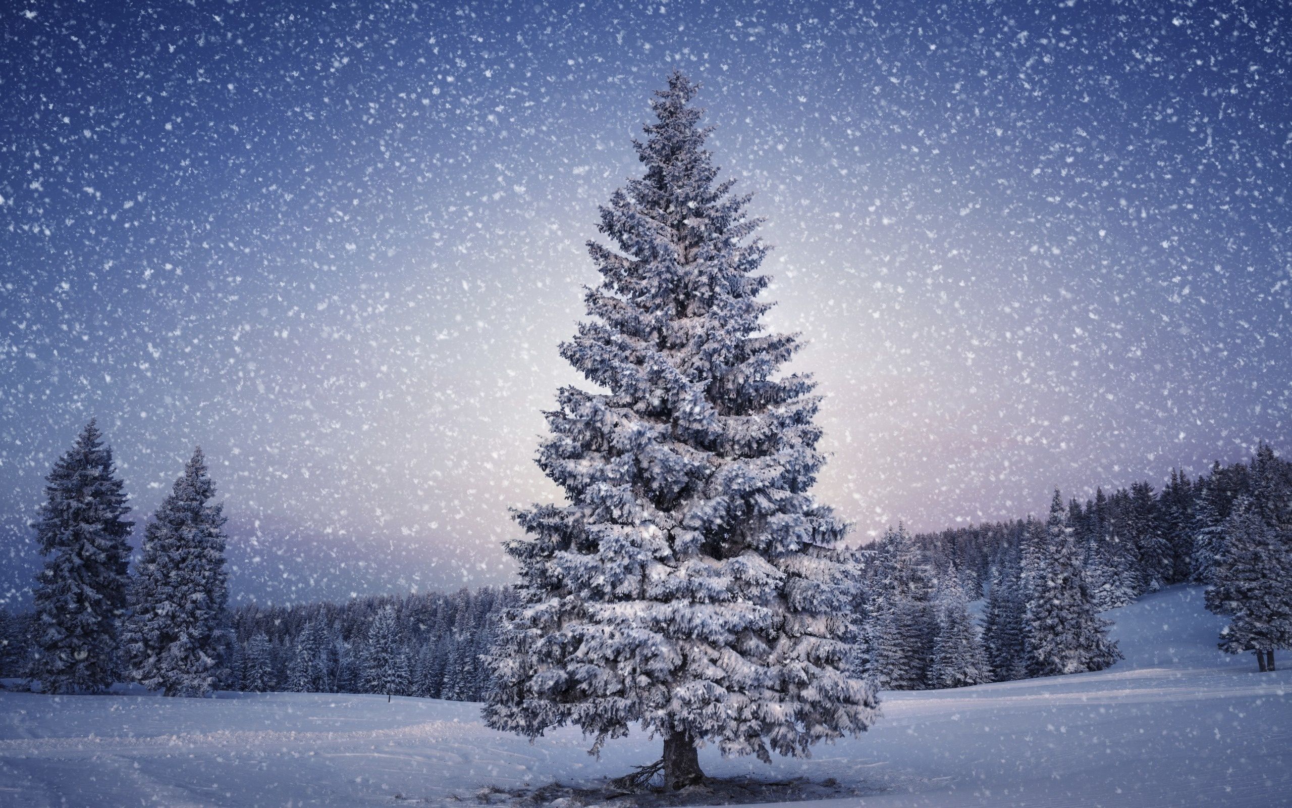 White Christmas Tree Wallpapers