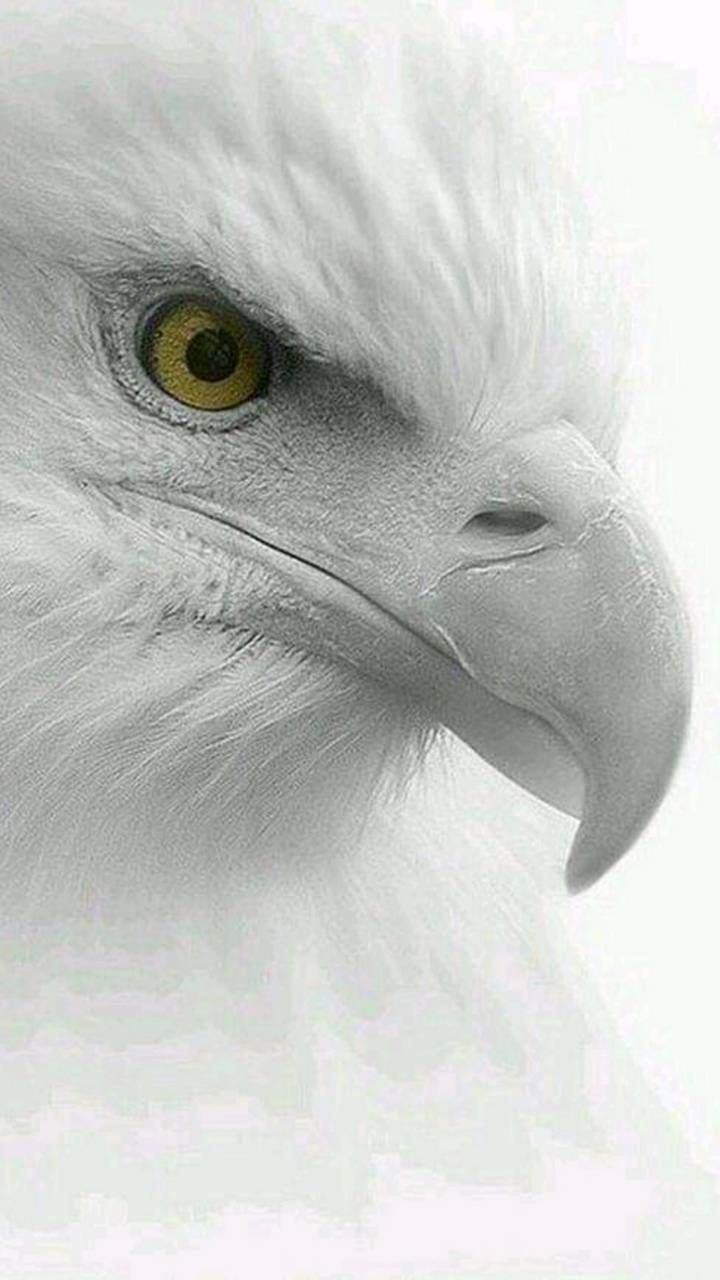 White Eagle Wallpapers