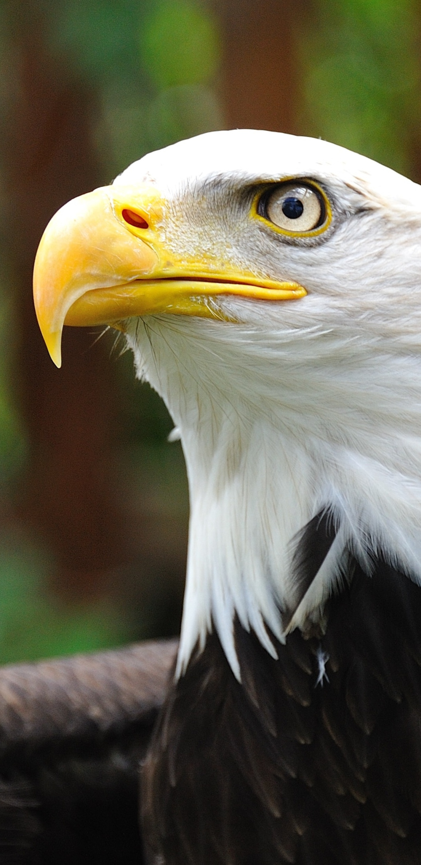 White Eagle Wallpapers