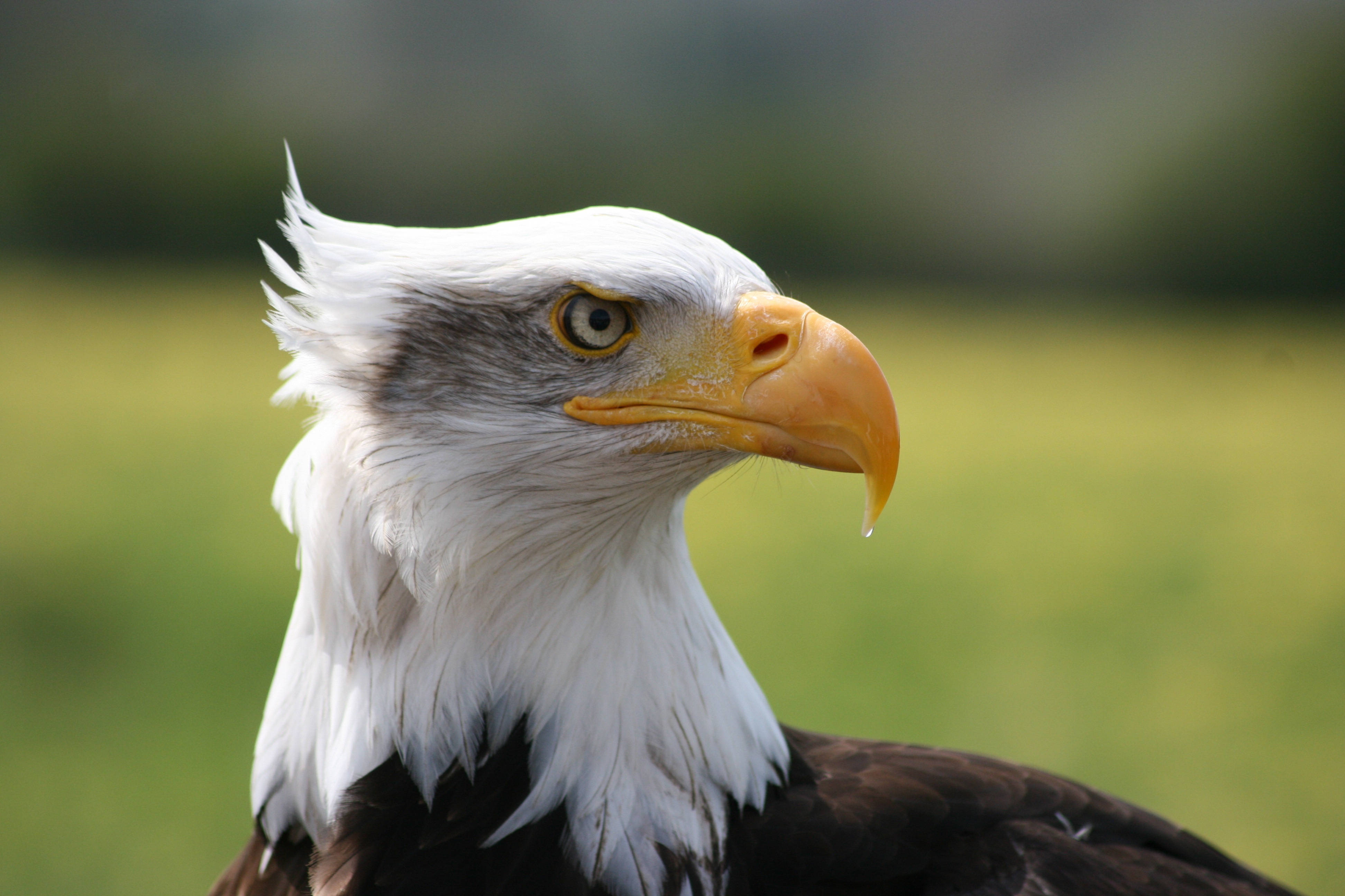 White Eagle Wallpapers