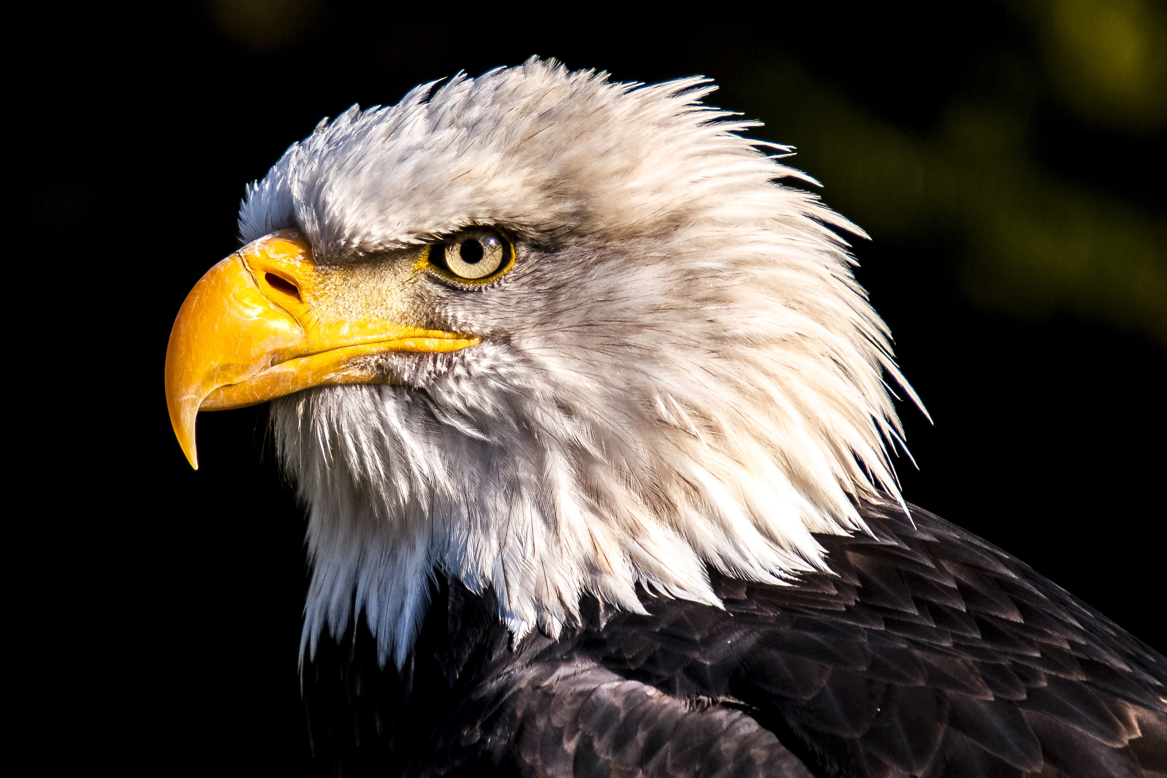 White Eagle Wallpapers