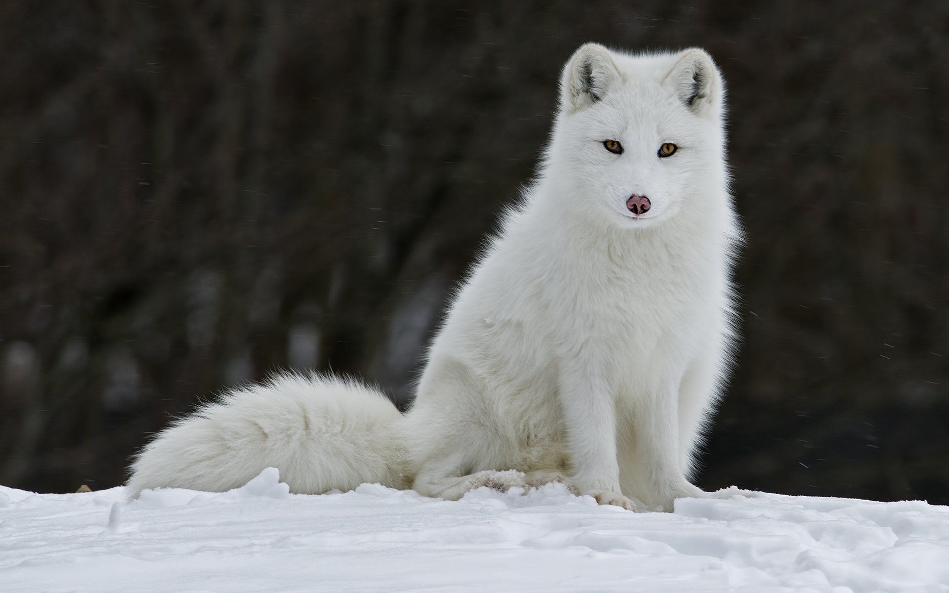 White Fox Wallpapers