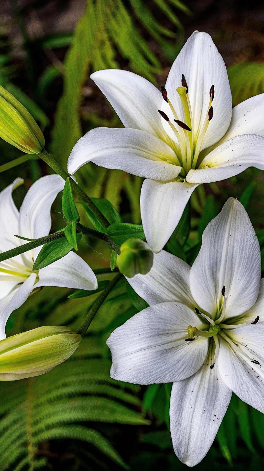 White Lily Wallpapers