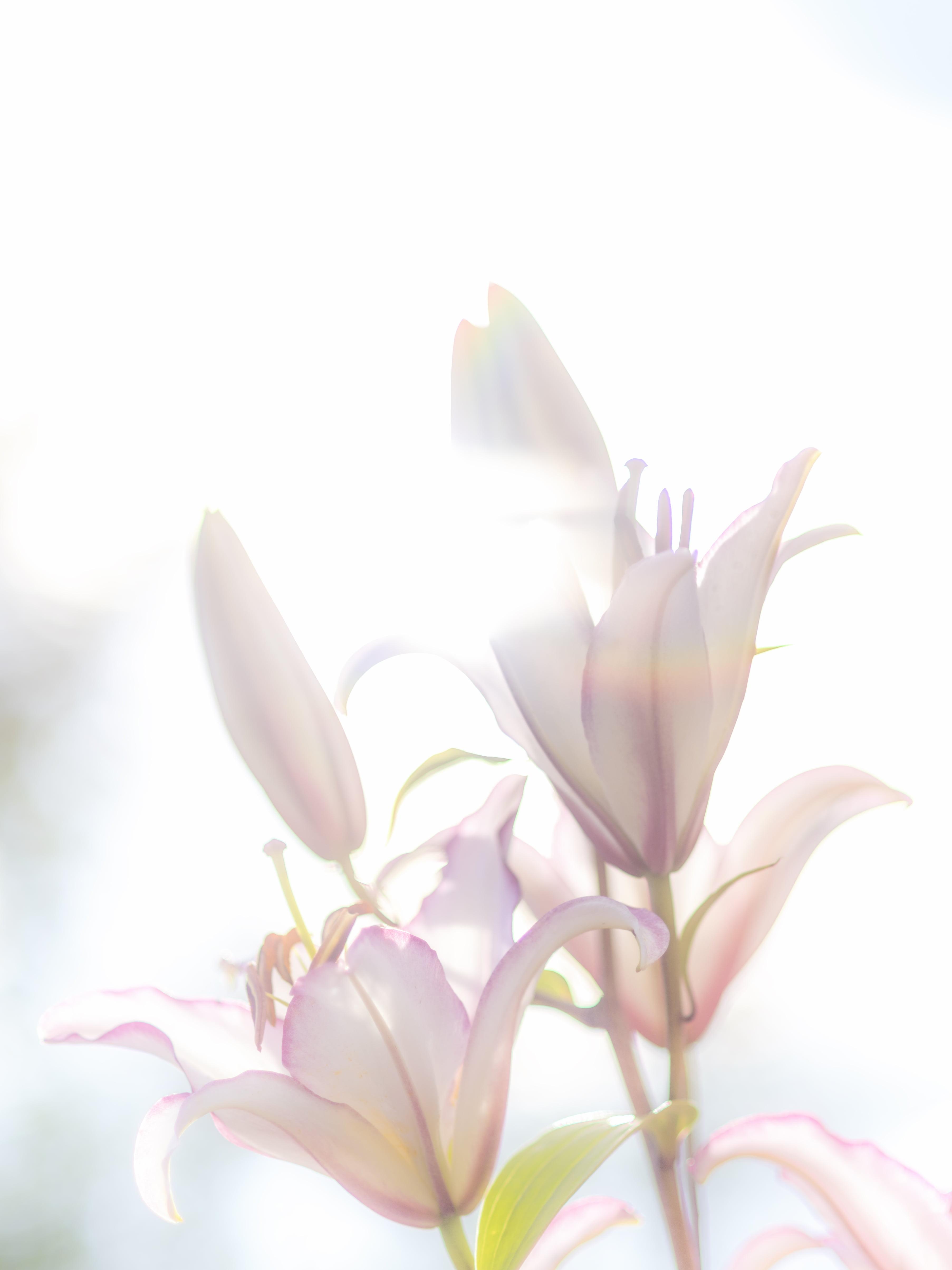 White Lily Wallpapers