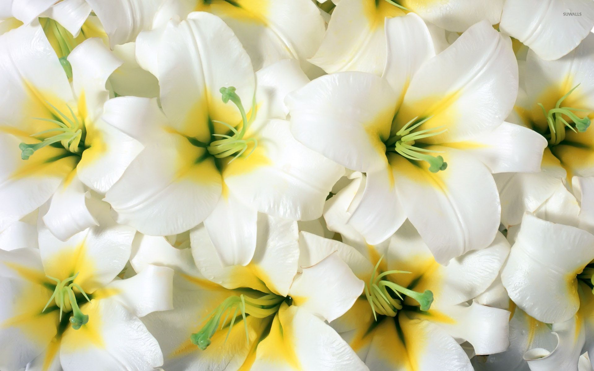 White Lily Wallpapers