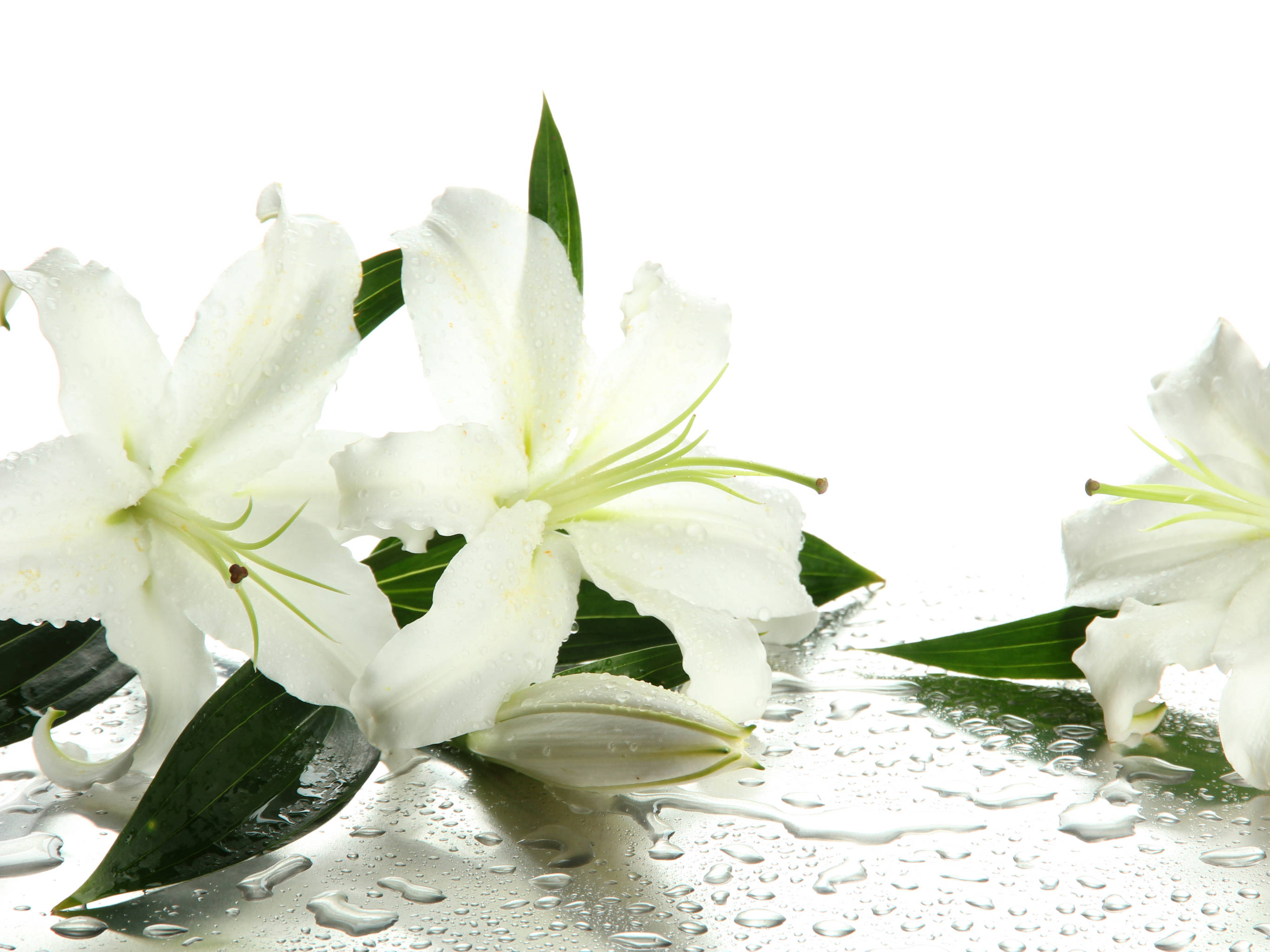 White Lily Wallpapers