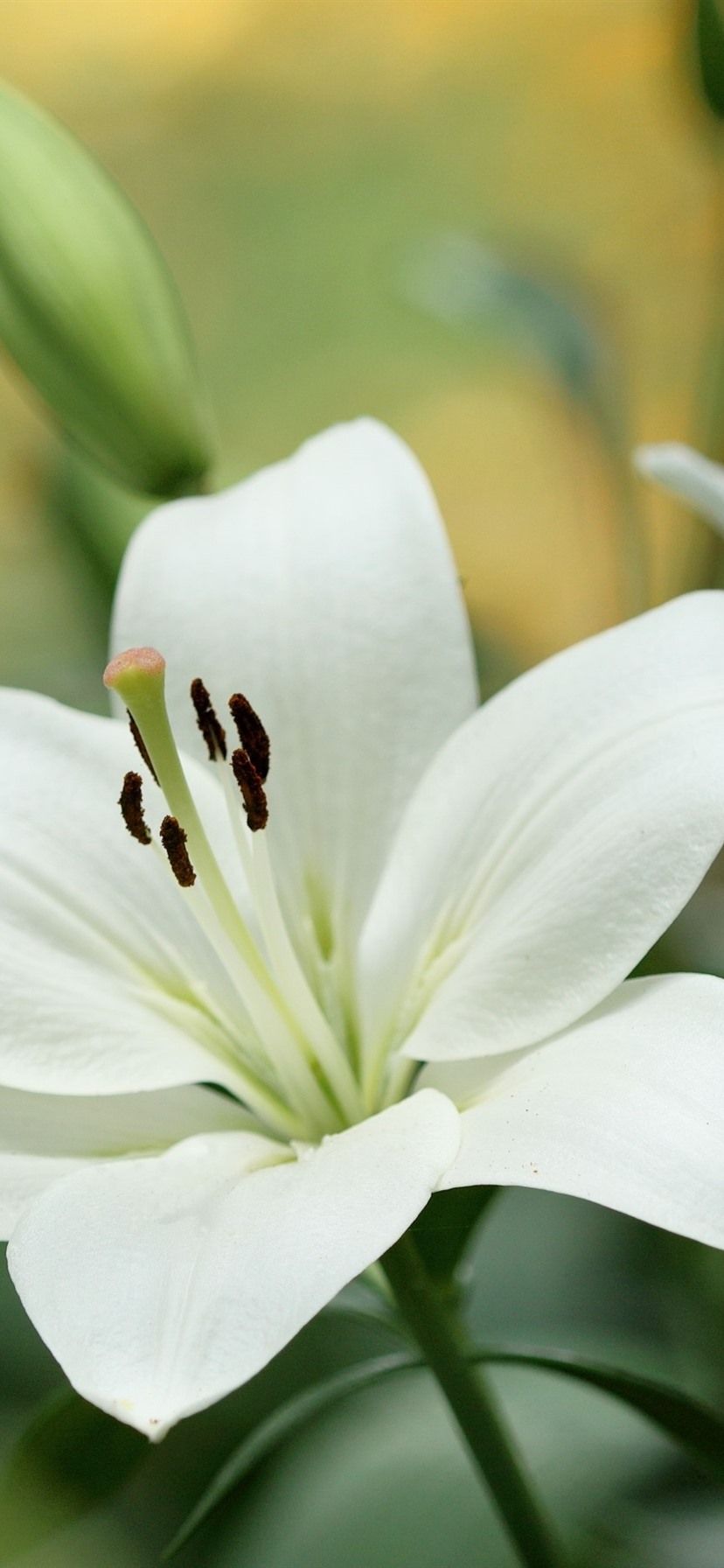 White Lily Wallpapers