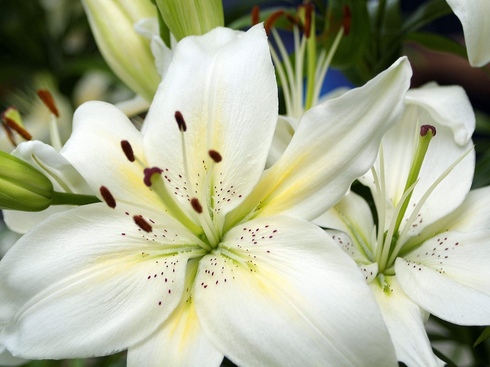 White Lily Wallpapers