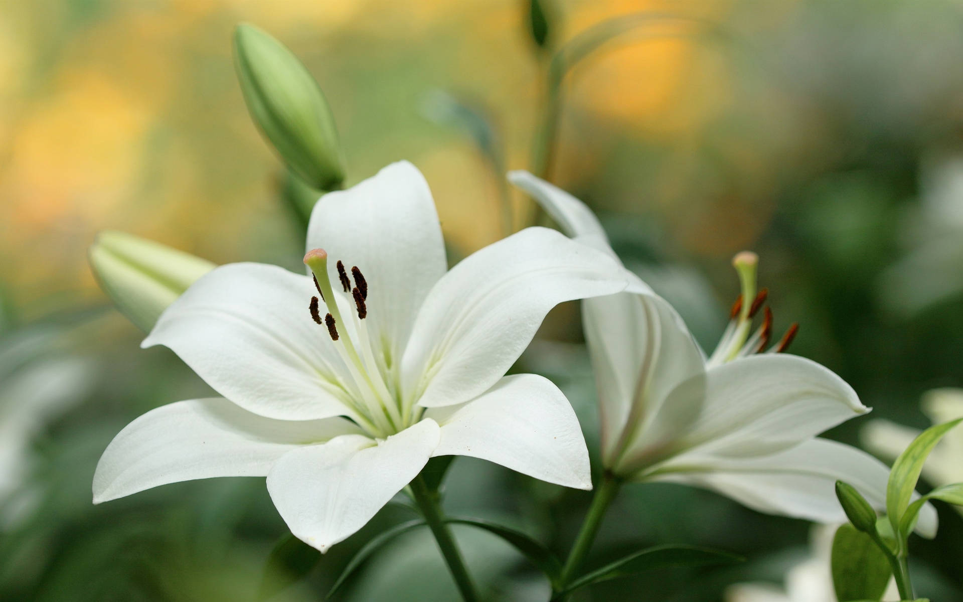 White Lily Wallpapers