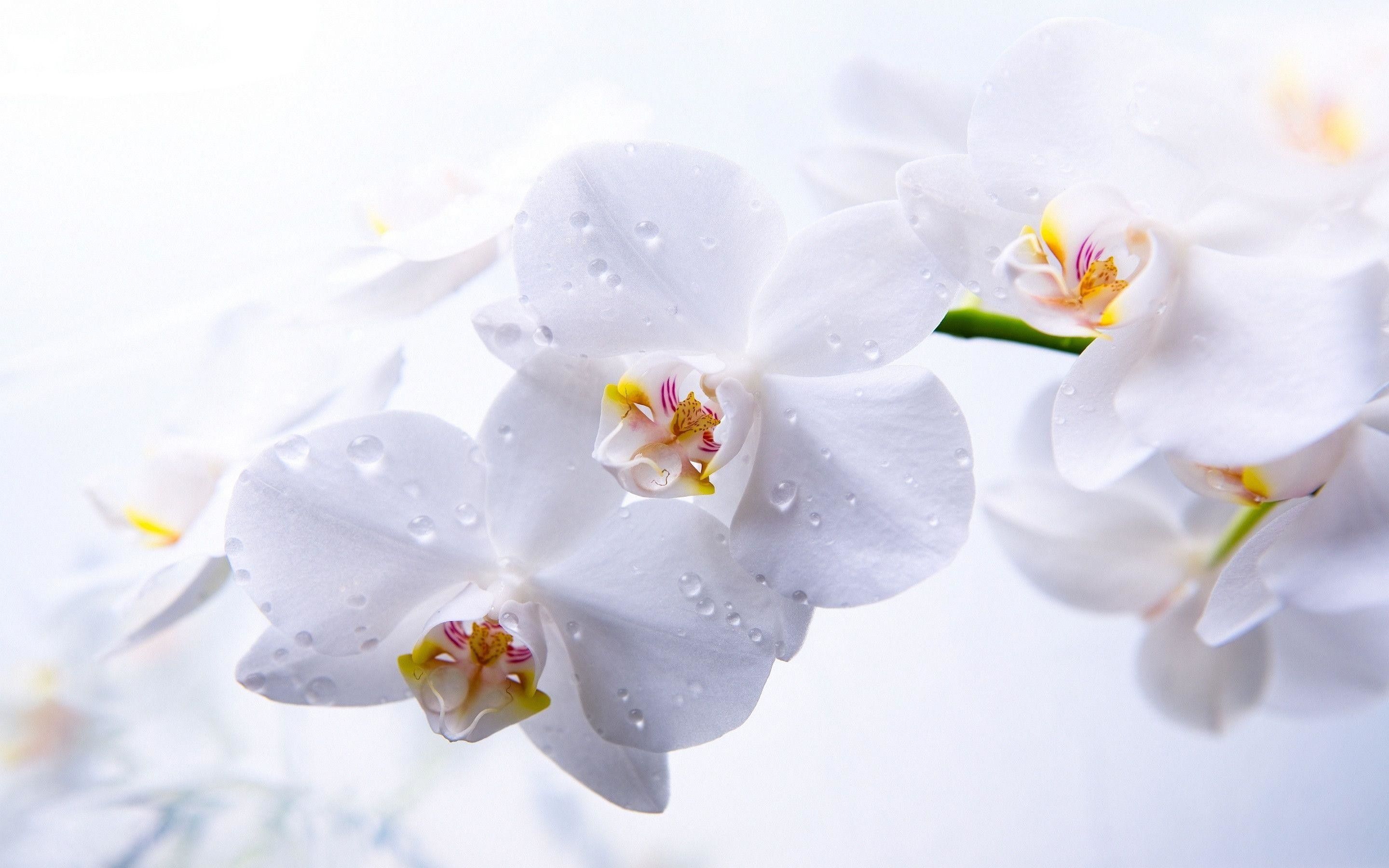 White Orchid Wallpapers