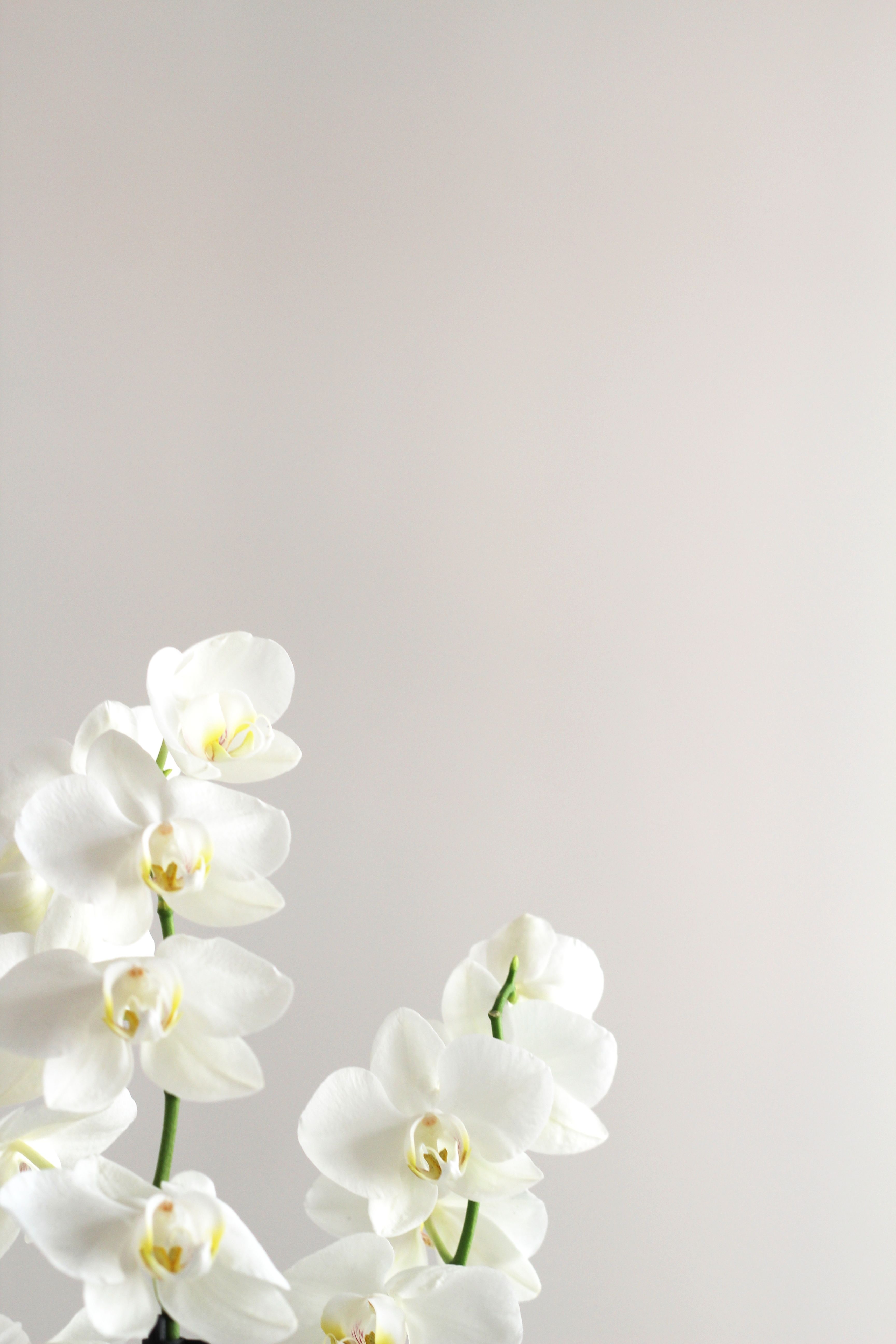 White Orchid Wallpapers