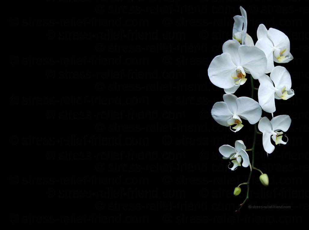 White Orchid Wallpapers